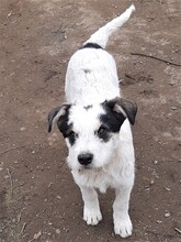 RANDY, Hund, Mischlingshund in Rumänien - Bild 26
