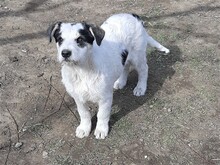 RANDY, Hund, Mischlingshund in Rumänien - Bild 27