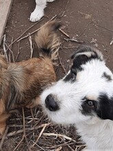 RANDY, Hund, Mischlingshund in Rumänien - Bild 28