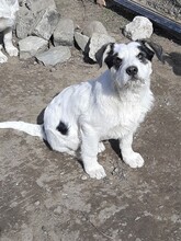 RANDY, Hund, Mischlingshund in Rumänien - Bild 30