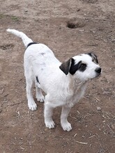 RANDY, Hund, Mischlingshund in Rumänien - Bild 32