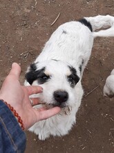 RANDY, Hund, Mischlingshund in Rumänien - Bild 33