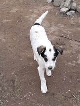 RANDY, Hund, Mischlingshund in Rumänien - Bild 35