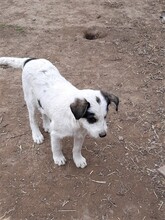 RANDY, Hund, Mischlingshund in Rumänien - Bild 36