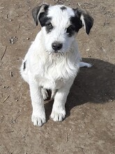 RANDY, Hund, Mischlingshund in Rumänien - Bild 37