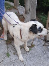 RANDY, Hund, Mischlingshund in Rumänien - Bild 6
