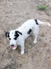 RANDY, Hund, Mischlingshund in Rumänien - Bild 7