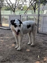 RANDY, Hund, Mischlingshund in Rumänien - Bild 8