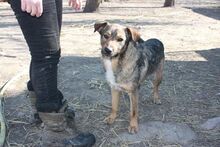 KACSI, Hund, Mischlingshund in Ungarn - Bild 2