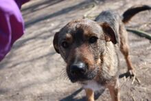 KACSI, Hund, Mischlingshund in Ungarn - Bild 4