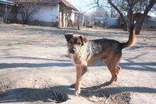 KACSI, Hund, Mischlingshund in Ungarn - Bild 5