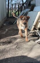 KACSI, Hund, Mischlingshund in Ungarn - Bild 6