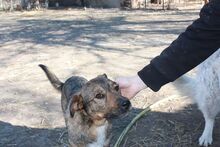 KACSI, Hund, Mischlingshund in Ungarn - Bild 7