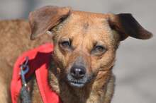 KREMOWKA, Hund, Mischlingshund in Erkelenz - Bild 10
