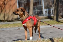KREMOWKA, Hund, Mischlingshund in Erkelenz - Bild 4