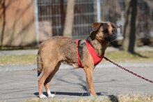 KREMOWKA, Hund, Mischlingshund in Erkelenz - Bild 5