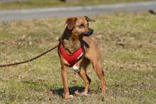 KREMOWKA, Hund, Mischlingshund in Erkelenz - Bild 8