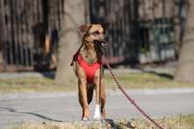 KREMOWKA, Hund, Mischlingshund in Erkelenz - Bild 9