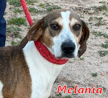 MELANIA, Hund, Mischlingshund in Mönchengladbach - Bild 12