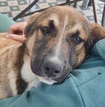 PURZEL, Hund, Mischlingshund in Griechenland - Bild 10