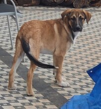 PURZEL, Hund, Mischlingshund in Griechenland - Bild 13