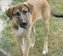 PURZEL, Hund, Mischlingshund in Griechenland - Bild 2