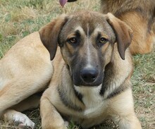 PURZEL, Hund, Mischlingshund in Griechenland - Bild 4