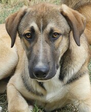 PURZEL, Hund, Mischlingshund in Griechenland - Bild 7