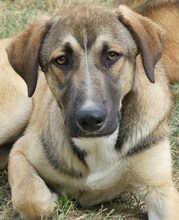 PURZEL, Hund, Mischlingshund in Griechenland - Bild 8