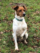 BOLI, Hund, Pointer-Jack Russell Terrier-Mix in Bad Oldesloe