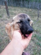 LANA, Hund, Mischlingshund in Rumänien - Bild 10