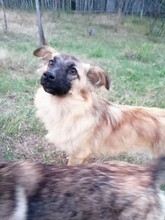 LANA, Hund, Mischlingshund in Rumänien - Bild 11