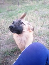 LANA, Hund, Mischlingshund in Rumänien - Bild 12