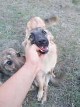 LANA, Hund, Mischlingshund in Rumänien - Bild 13