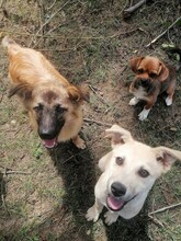 LANA, Hund, Mischlingshund in Rumänien - Bild 14