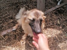 LANA, Hund, Mischlingshund in Rumänien - Bild 17
