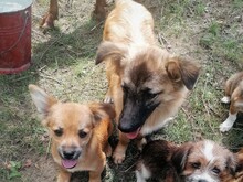 LANA, Hund, Mischlingshund in Rumänien - Bild 18