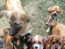 LANA, Hund, Mischlingshund in Rumänien - Bild 19