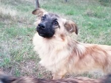 LANA, Hund, Mischlingshund in Rumänien - Bild 2