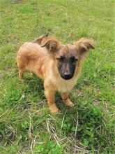 LANA, Hund, Mischlingshund in Rumänien - Bild 20
