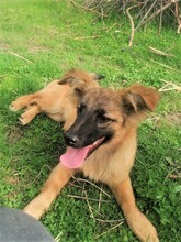 LANA, Hund, Mischlingshund in Rumänien - Bild 21