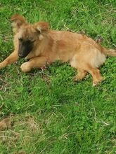 LANA, Hund, Mischlingshund in Rumänien - Bild 22