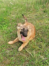 LANA, Hund, Mischlingshund in Rumänien - Bild 23