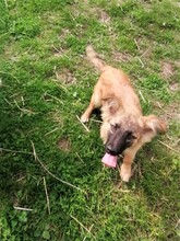 LANA, Hund, Mischlingshund in Rumänien - Bild 24