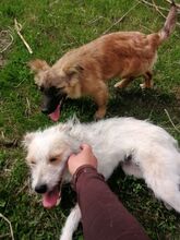 LANA, Hund, Mischlingshund in Rumänien - Bild 25