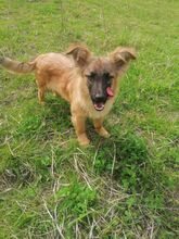 LANA, Hund, Mischlingshund in Rumänien - Bild 26