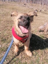 LANA, Hund, Mischlingshund in Rumänien - Bild 27