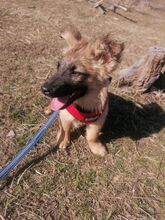 LANA, Hund, Mischlingshund in Rumänien - Bild 28