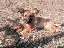 LANA, Hund, Mischlingshund in Rumänien - Bild 29