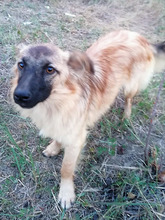 LANA, Hund, Mischlingshund in Rumänien - Bild 3